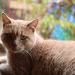 外傭照顧長者的重要性與實用建議