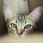 去眼紋療程：有效方法與實用指導