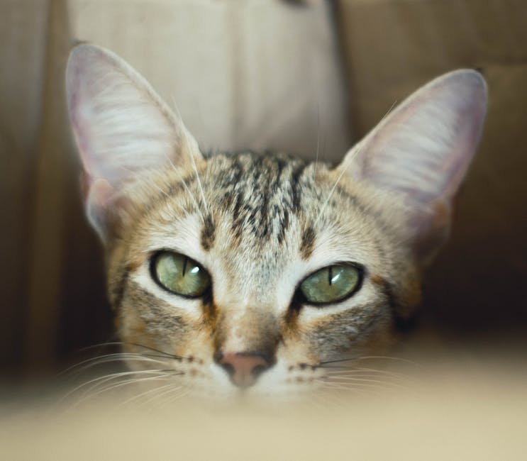 去眼紋療程：有效方法與實用指導