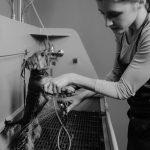 寵物美容課程：專業培訓的原因與影響分析