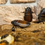 專業滅蟲服務：守護您家居的安心選擇