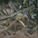 角鯊烯油：自然力量與內在和諧的哲學探索